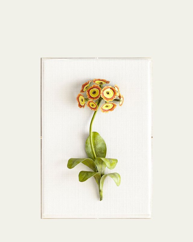 Original Painted Auricula Study